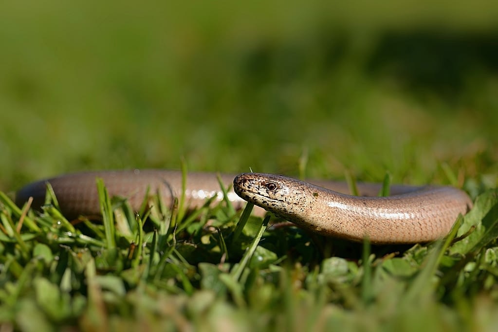 Slow Worm Care Sheet